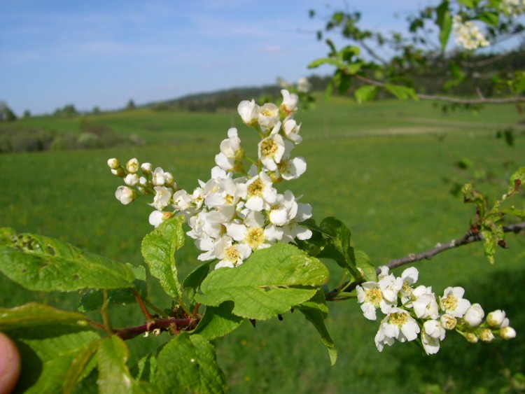 Fonds d'Ã©cran Nature Fleurs paysage du doubs au printemps