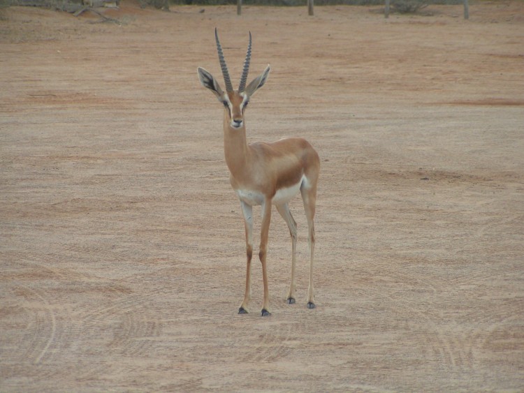 animals in djibouti