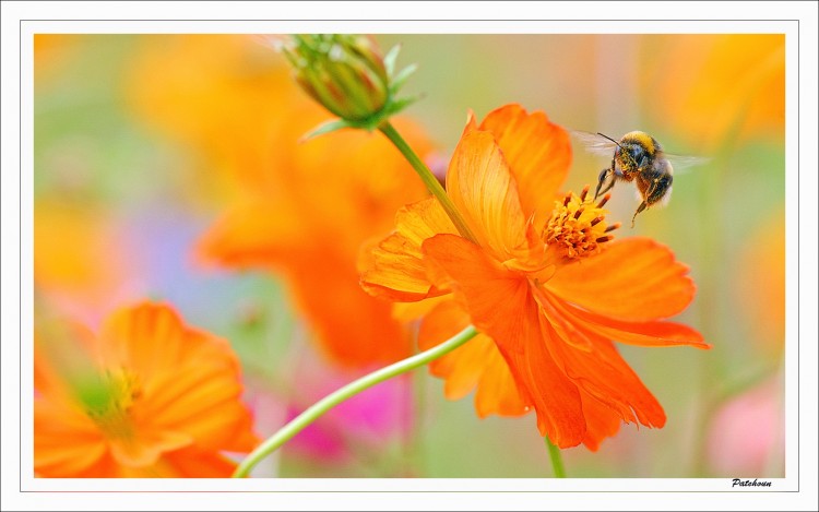 Fonds d'écran Animaux Insectes - Abeilles Guêpes ... Pollen-II