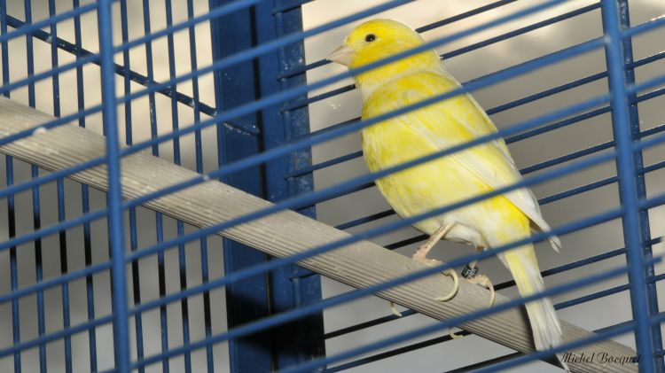 Fonds d'écran Animaux Oiseaux - Canaris Un canari en cage